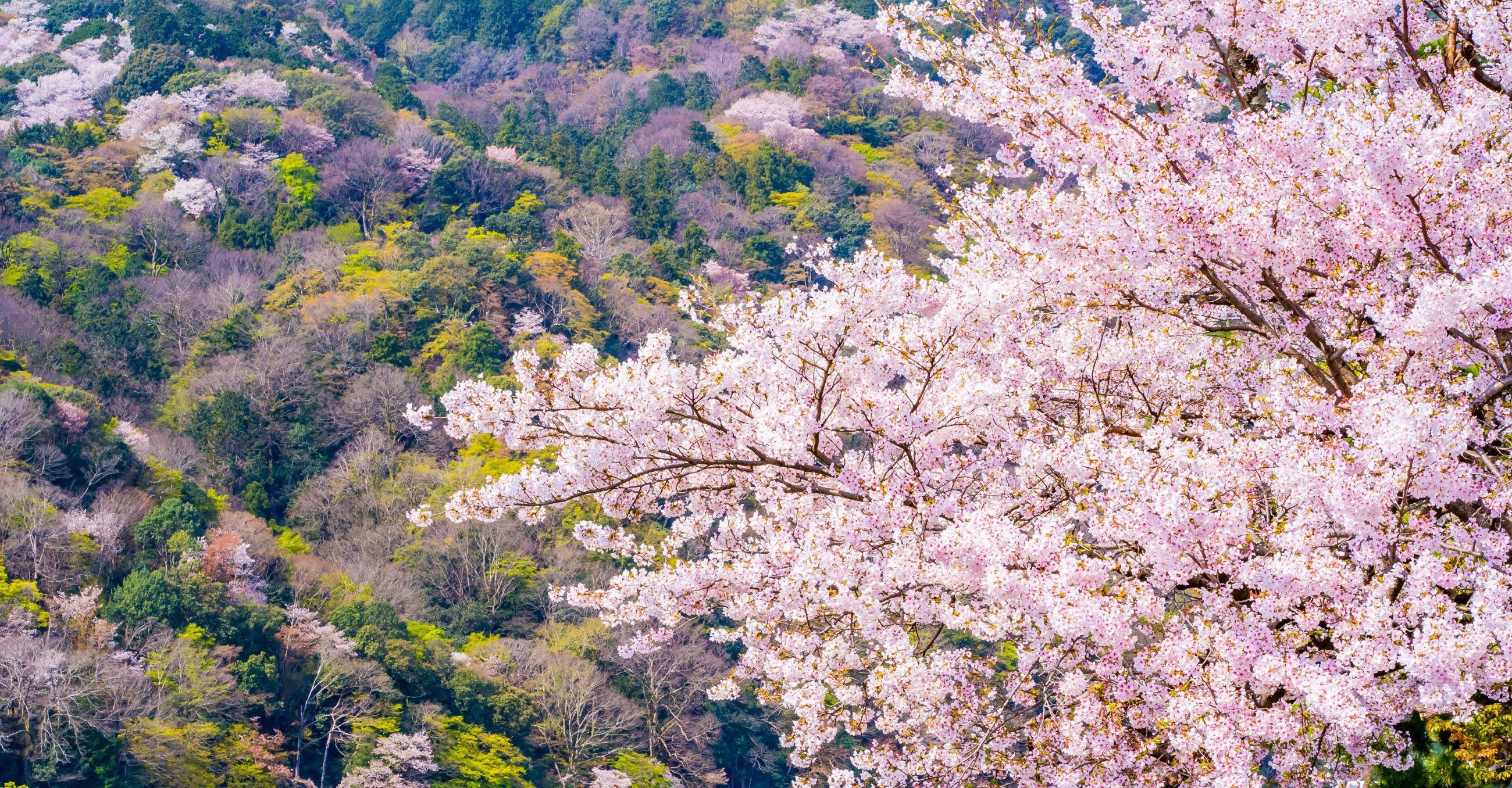 薫玉堂